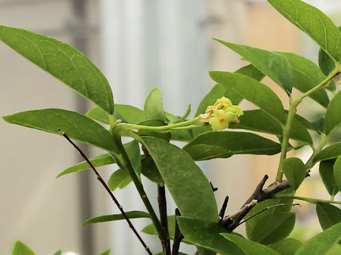 Diplomorpha phymatoglossa