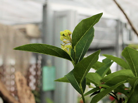 Diplomorpha phymatoglossa