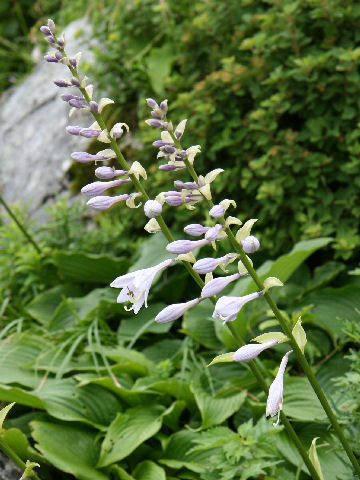 Hosta montana