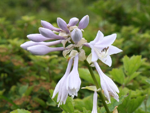 Hosta montana