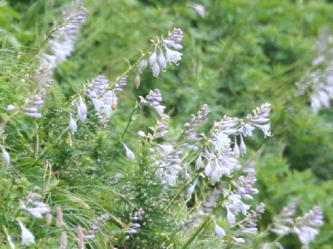 Hosta montana