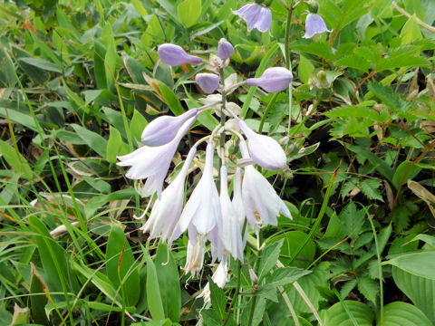 Hosta montana