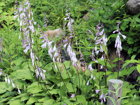 Hosta montana