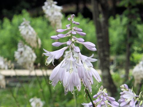 Hosta montana