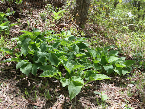 Hosta montana