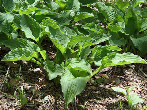 Hosta montana