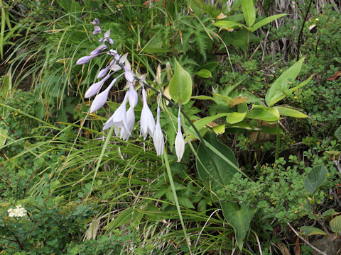 Hosta montana