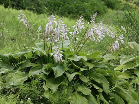 Hosta montana