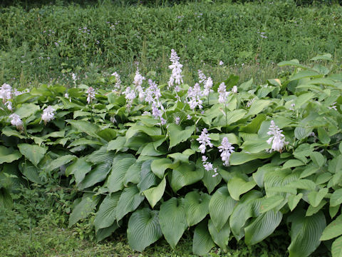 Hosta montana