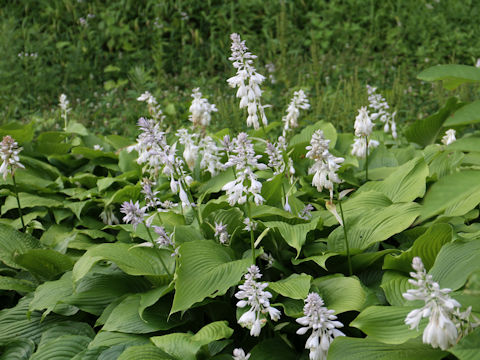 Hosta montana