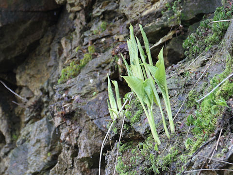 Hosta montana