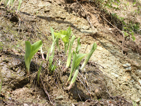 Hosta montana