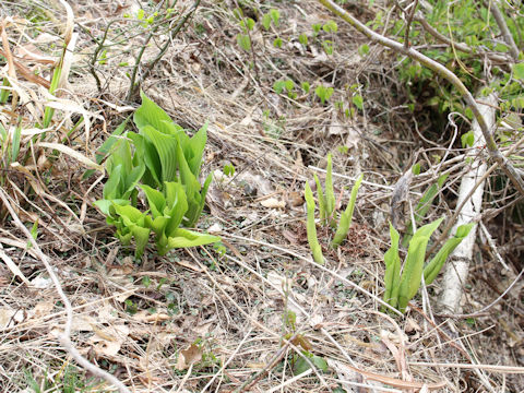 Hosta montana