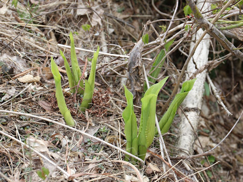 Hosta montana