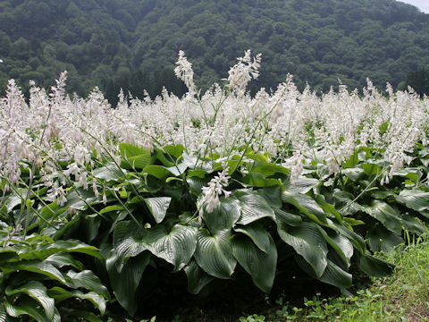 Hosta montana