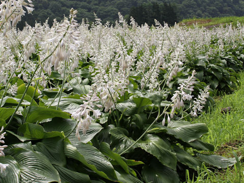 Hosta montana