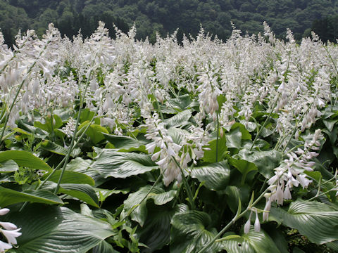 Hosta montana