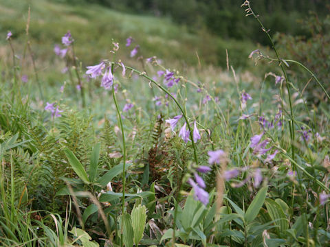 Hosta montana