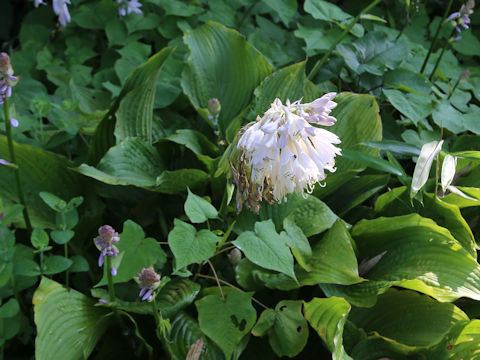 Hosta montana