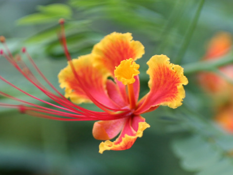 Poinciana pulcherrima