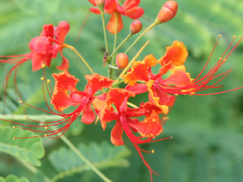 Poinciana pulcherrima