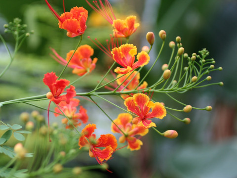 Poinciana pulcherrima