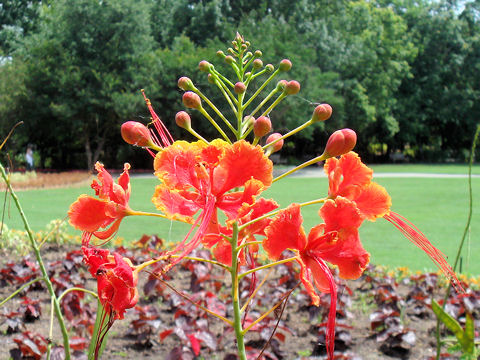 Poinciana pulcherrima