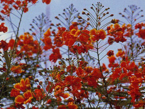 Poinciana pulcherrima