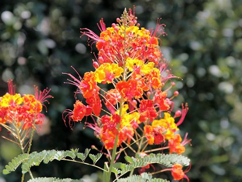 Poinciana pulcherrima