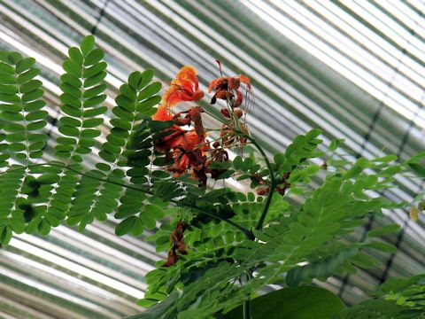 Poinciana pulcherrima