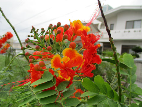 Poinciana pulcherrima