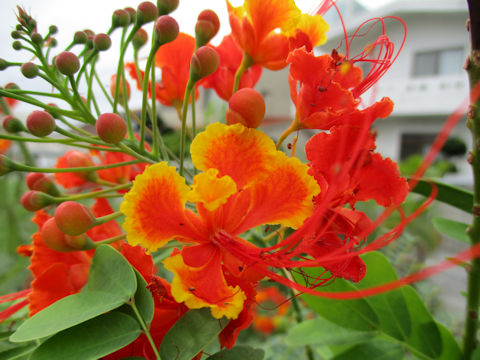 Poinciana pulcherrima