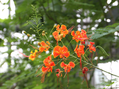 Poinciana pulcherrima