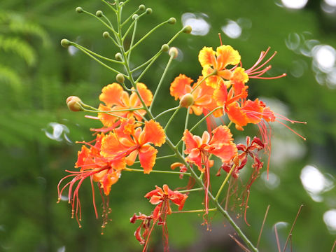 Poinciana pulcherrima