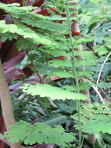 Poinciana pulcherrima