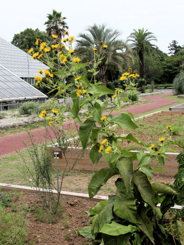 Inula helenium