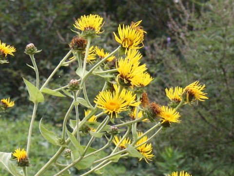 Inula helenium