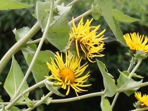 Inula helenium