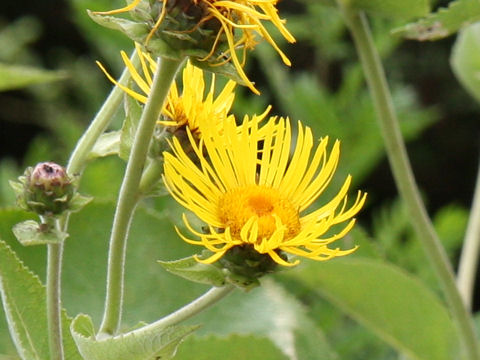 Inula helenium