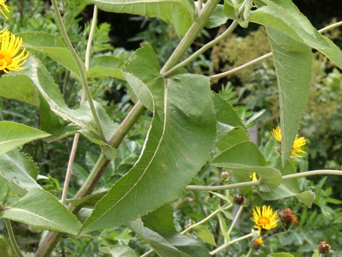 Inula helenium