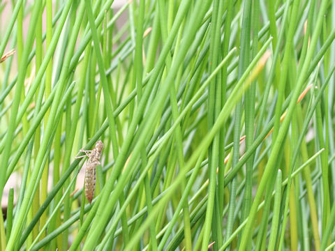 Eleocharis dulcis