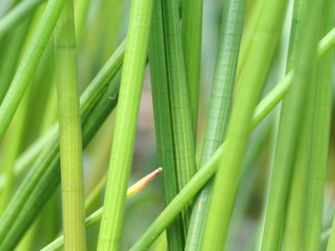 Eleocharis dulcis