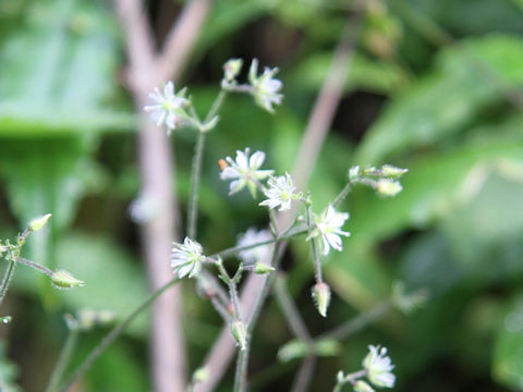 Stellaria monosperma var. japonica