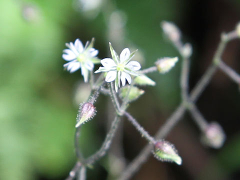 Stellaria monosperma var. japonica