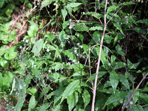 Stellaria monosperma var. japonica