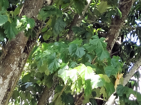 Hibiscus tiliaceus