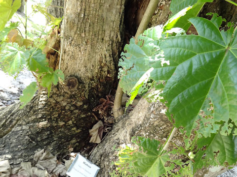 Hibiscus tiliaceus