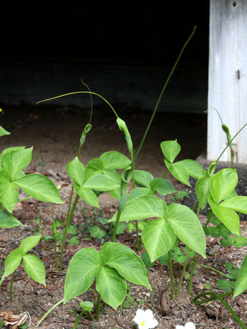 Pinellia tripartita