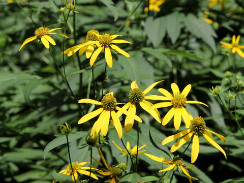 Rudbeckia laciniata