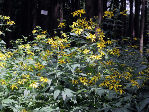 Rudbeckia laciniata